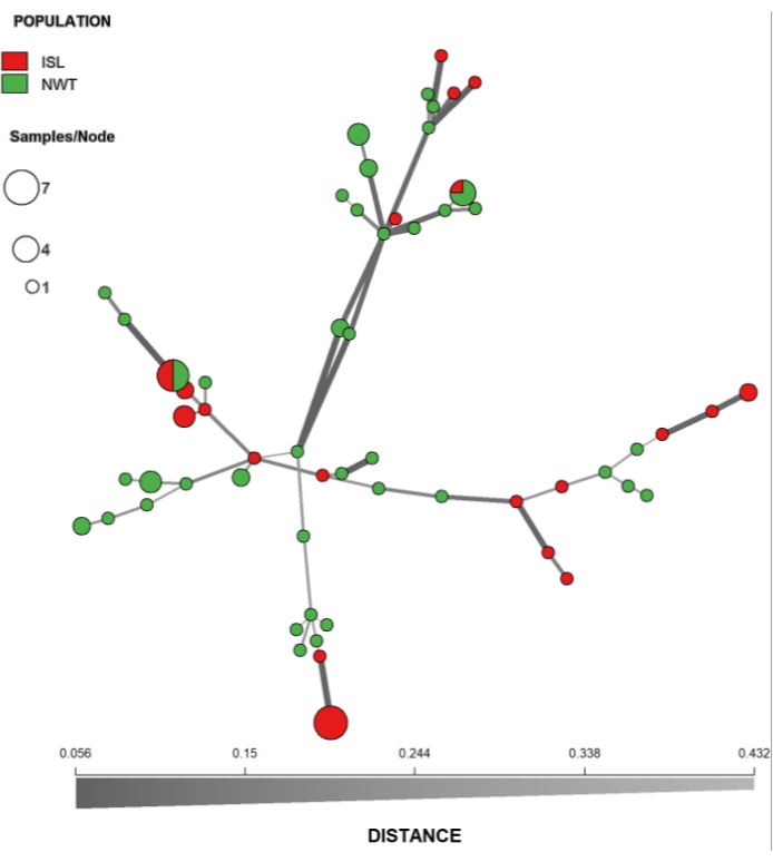 Population genetic network diagram; nodes represent samples; color-coded by ISL/NWT populations.