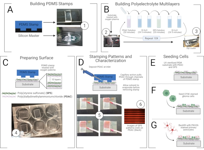 PDMS stamping process, polyelectrolyte multilayers, substrate preparation, cell seeding diagram.