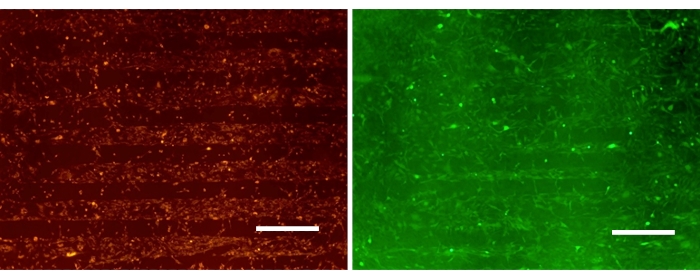 Fluorescence microscopy images showing cell structures under red and green filters for protein analysis.