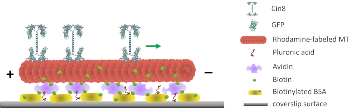 Diagram of protein interaction on microtubules with coverslip surface for molecular transport study.