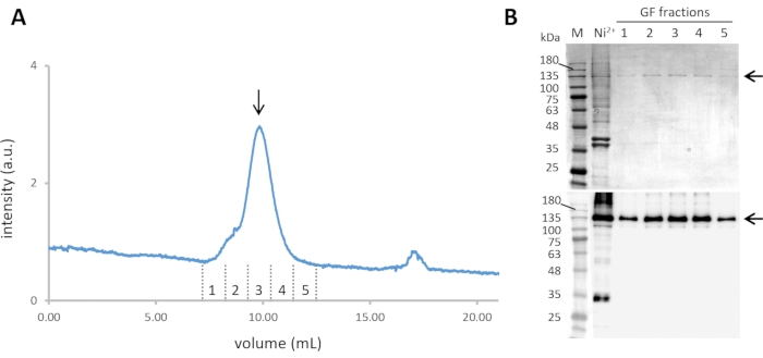 Gel filtration chromatography graph and SDS-PAGE analysis; protein purification results shown.