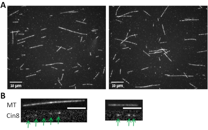 Fluorescence microscopy of microtubules and Cin8 protein interactions; experimental imaging results.