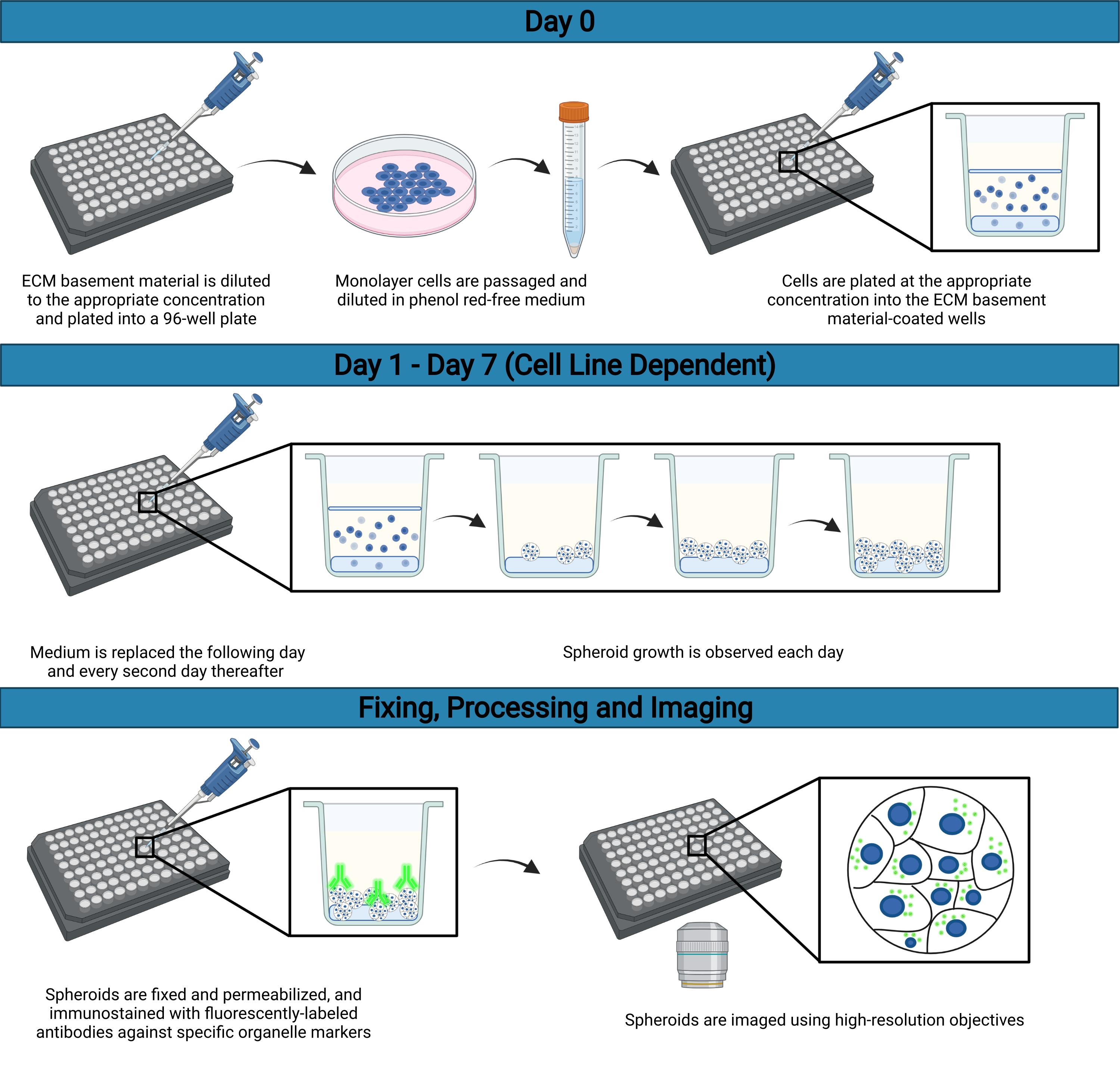 A Robust Method for the Large-Scale Production of Spheroids for High ...