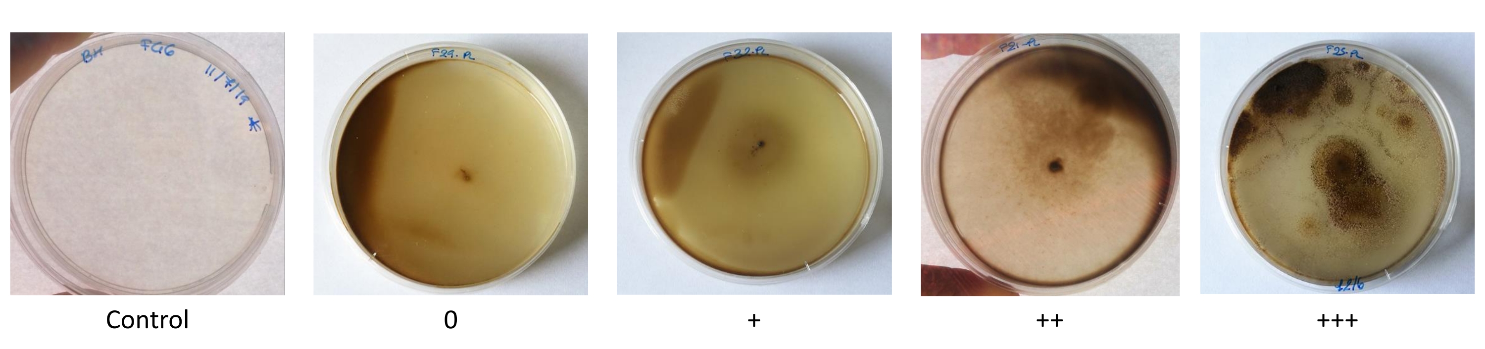 Isolation and Screening from Soil Biodiversity for Fungi Involved in ...