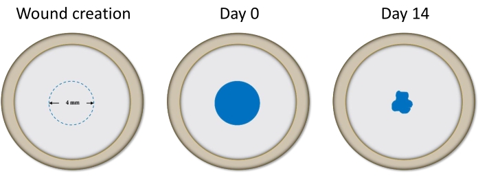 Wound healing process; 4mm wound closure over 14 days; experimental healing diagram.