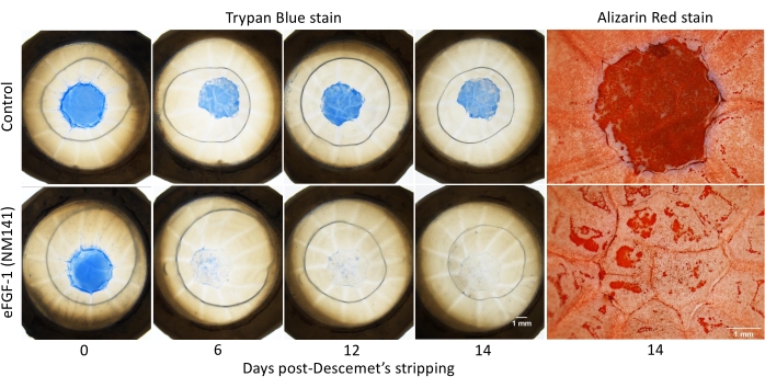 figure-results-1 Corneal healing post-Descemet's stripping; Trypan Blue, Alizarin Red stains; microscopy images.