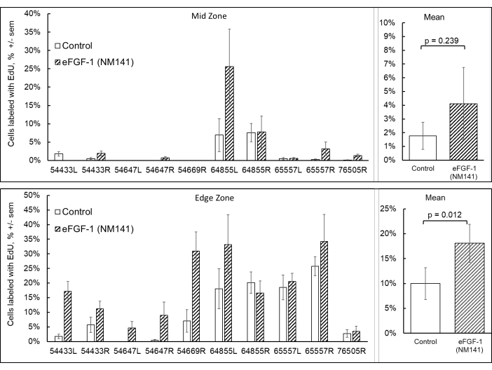 figure-results-5 Cell proliferation analysis, bar graphs comparing control vs. eFGF-1 (NM141) in mid/edge zones.