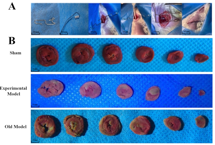 Surgical procedure and tissue samples comparison; sham, experimental, and old model results.