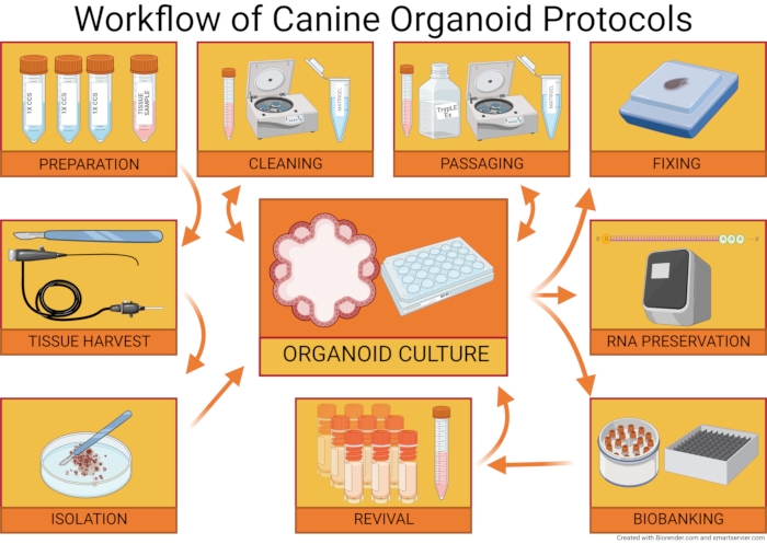 Canine organoid workflow diagram; preparation, culture, RNA preservation, biobanking methods.
