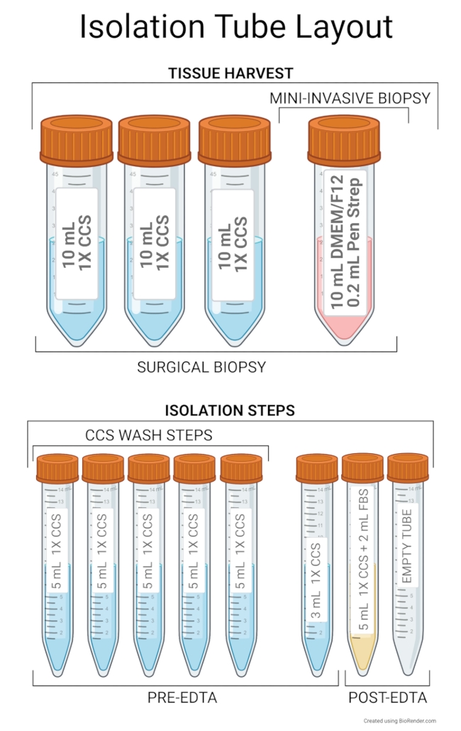 Isolation tube layout for tissue harvest and biopsy; diagram with labeled steps and solutions.