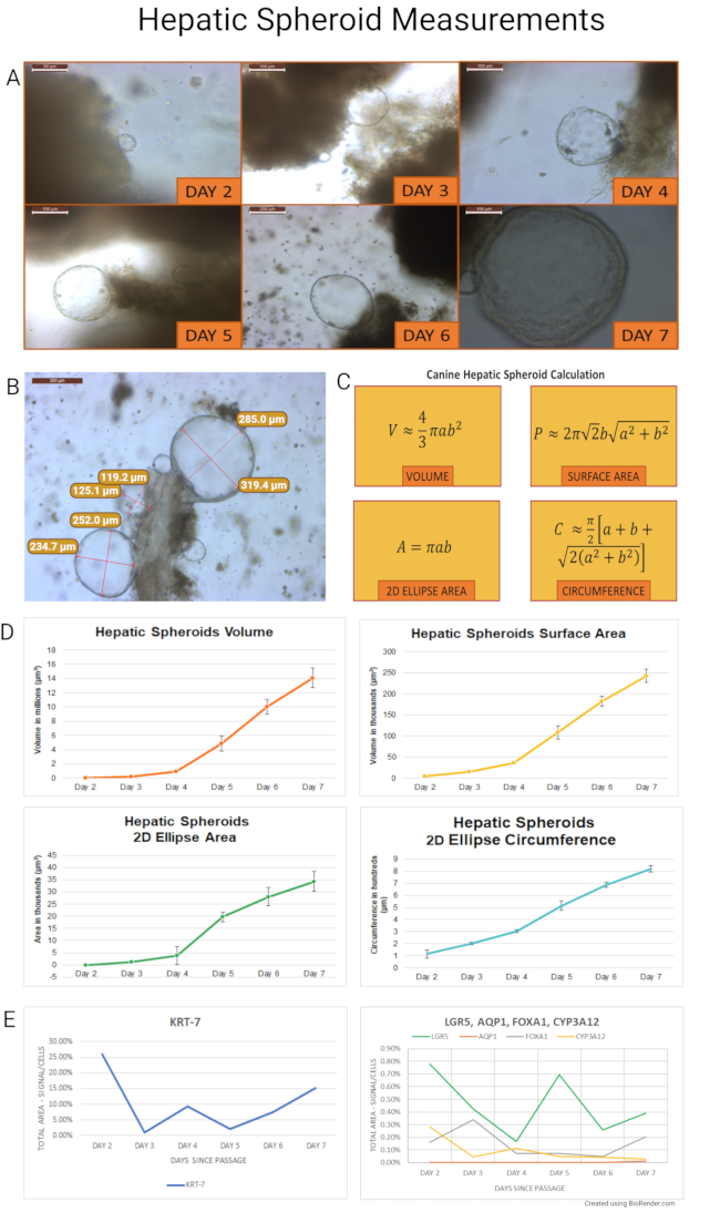 figure-results-2 Hepatic spheroid growth measurement, microscopy images, volume calculations, growth charts.