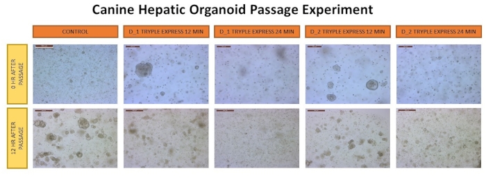 figure-results-3 Canine hepatic organoid growth, time-course microscopy image, passage experiment analysis results.