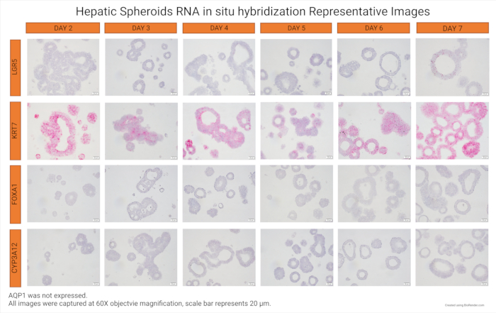 figure-results-5 Hepatic spheroids RNA in situ hybridization diagram, gene expression over 7 days, 60x magnification.