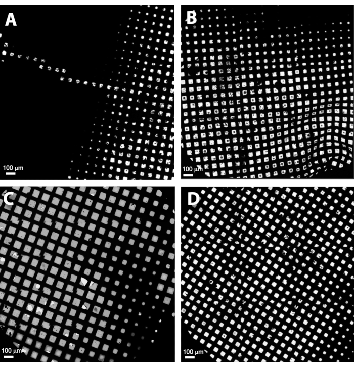 figure-results-3 Photonic crystal microscopy of patterned grid; optical analysis, image A–D, scale 100μm.