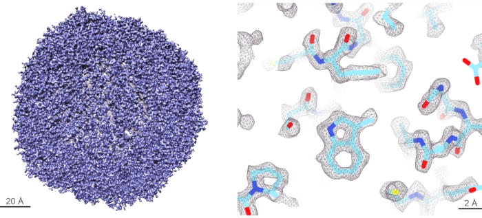 figure-results-5 Cryo-EM protein structure, detailed atomic visualization, structural biology analysis, biomolecular research.