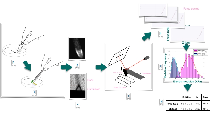 Plant root elasticity analysis, diagram; AFM setup, force curves, elastic modulus chart, data comparison.