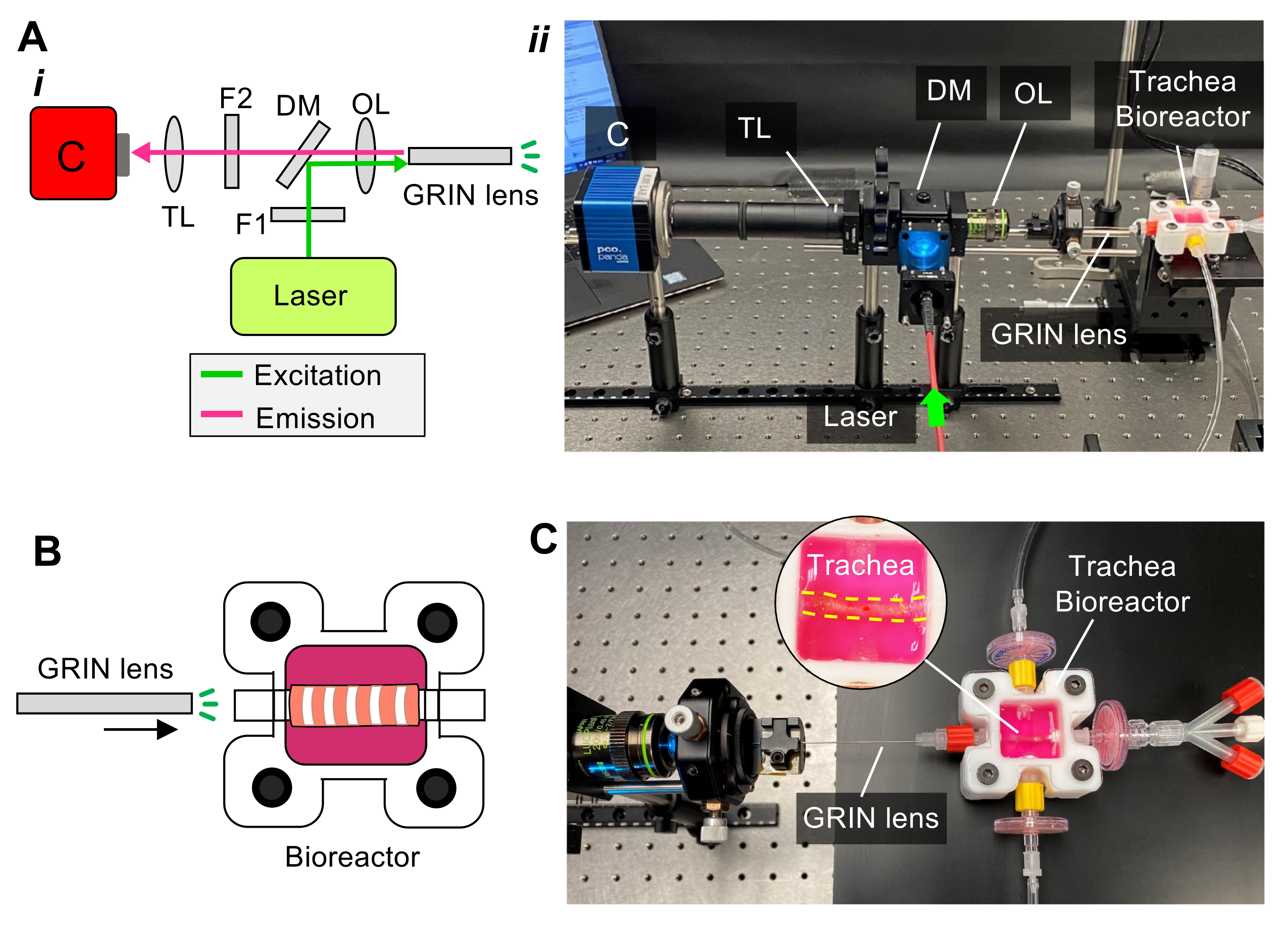 Video: Imaging-Guided Bioreactor for Generating Bioengineered Airway Tissue