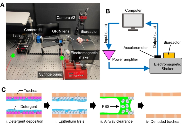 Imaging-Guided Bioreactor for Generating Bioengineered Airway Tissue