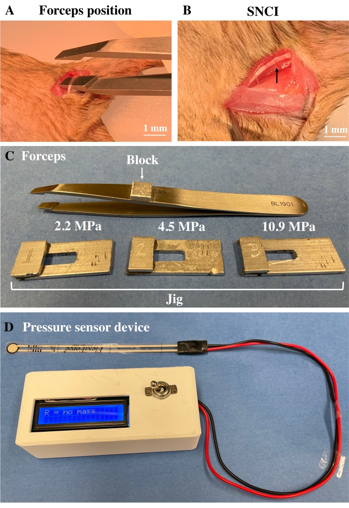 Forceps technique for SNCI, pressure calibration with device and jigs; setup demonstrates stress test.