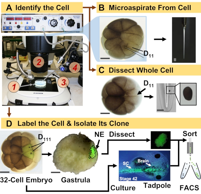 figure-introduction-1 Cell identification and isolation process diagram; microaspiration setup, cell labeling, FACS sorting.