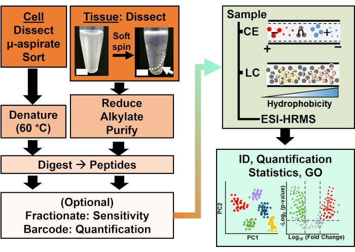 figure-introduction-2 Dissection process flowchart with cell, tissue prep, liquid chromatography, mass spectrometry analysis.