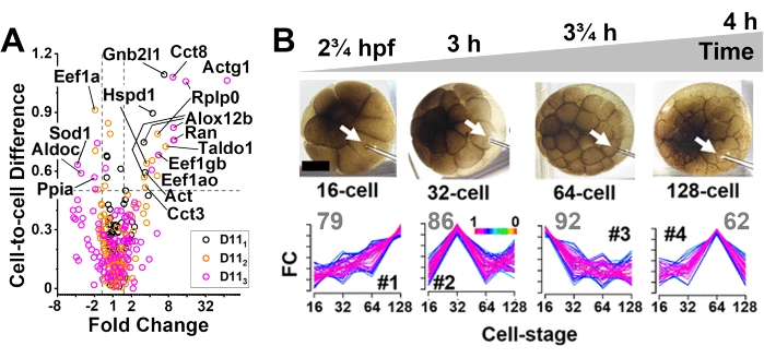 figure-results-1 Cell differentiation analysis chart and embryo development stages with fold change graphs.
