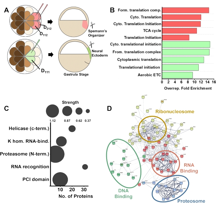 figure-results-2 Embryonic cell fate; translation enrichment; protein interaction diagram; network analysis.