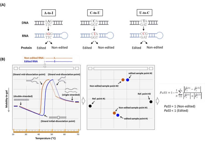 figure-results-1 RNA editing processes in diagram; A-to-I, C-to-U, U-to-C conversions; gel electrophoresis results.