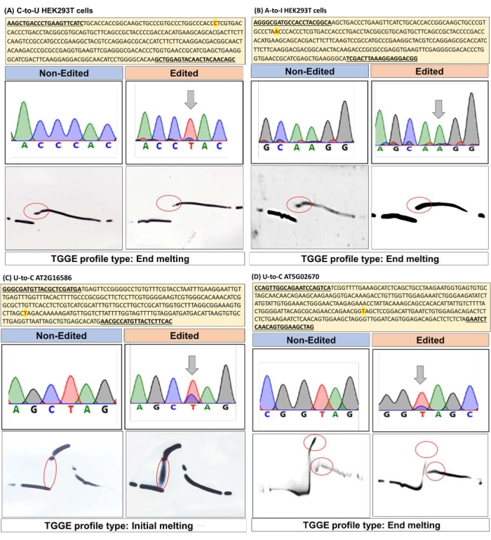 figure-results-3 Gene editing effects in HEK293T cells; TGGE profiles, chromatogram results, end/initial melting.