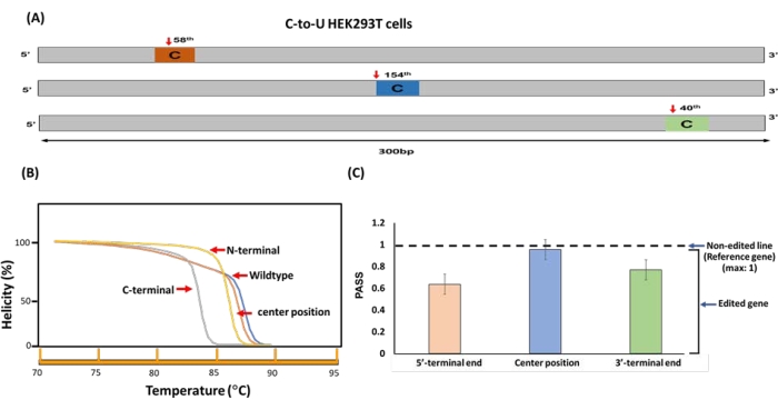 figure-results-5 C-to-U editing diagram, helicity graph, gene editing efficiency chart, HEK293T cell analysis.
