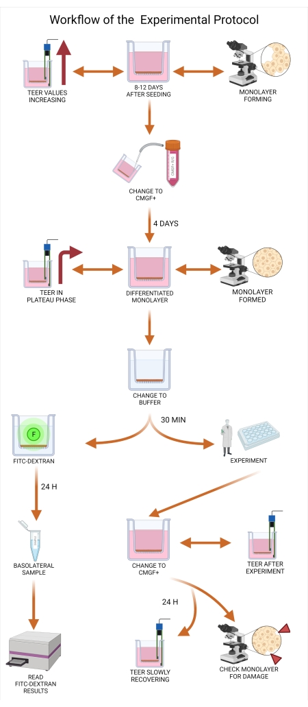 figure-protocol-4