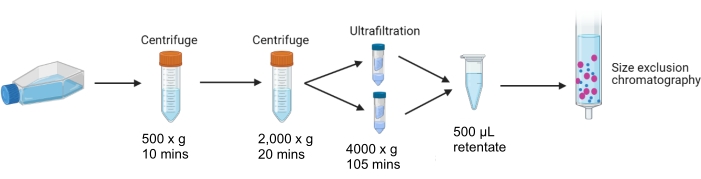 Centrifugation and size exclusion chromatography workflow; centrifuge at 500xg, 2000xg; ultrafiltration.