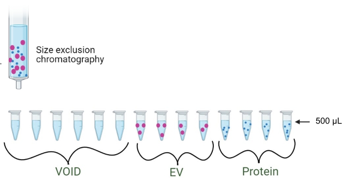 Size exclusion chromatography diagram; separation of proteins and EVs in labeled tubes.