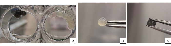 Hydrogel analysis; gel samples in spectroscopic study; microscopy image; material science experiment.