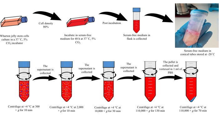 Wharton jelly stem cell culturing and centrifugation process diagram for cell density analysis.