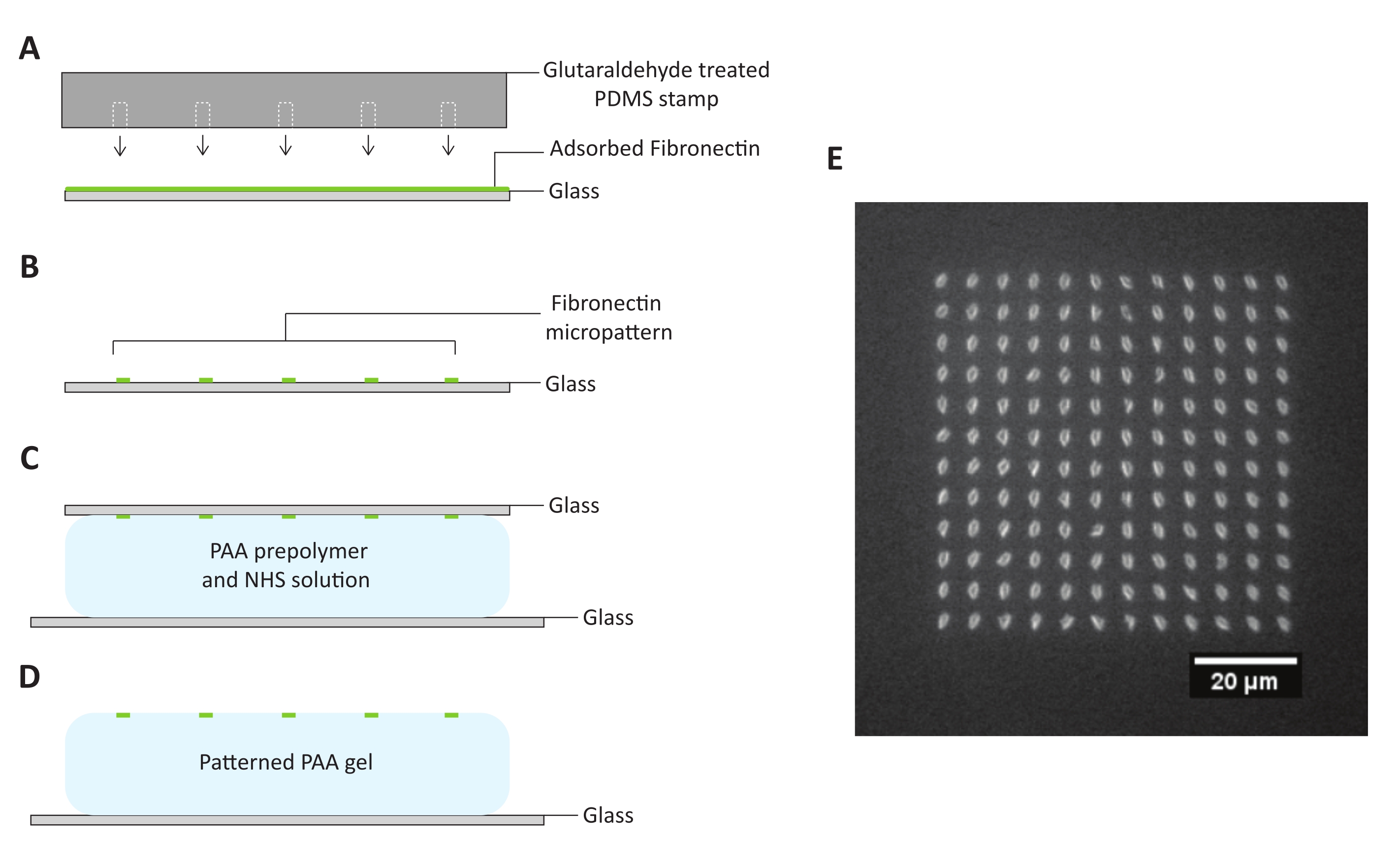 Pattern Generation for Micropattern Traction Microscopy | Protocol
