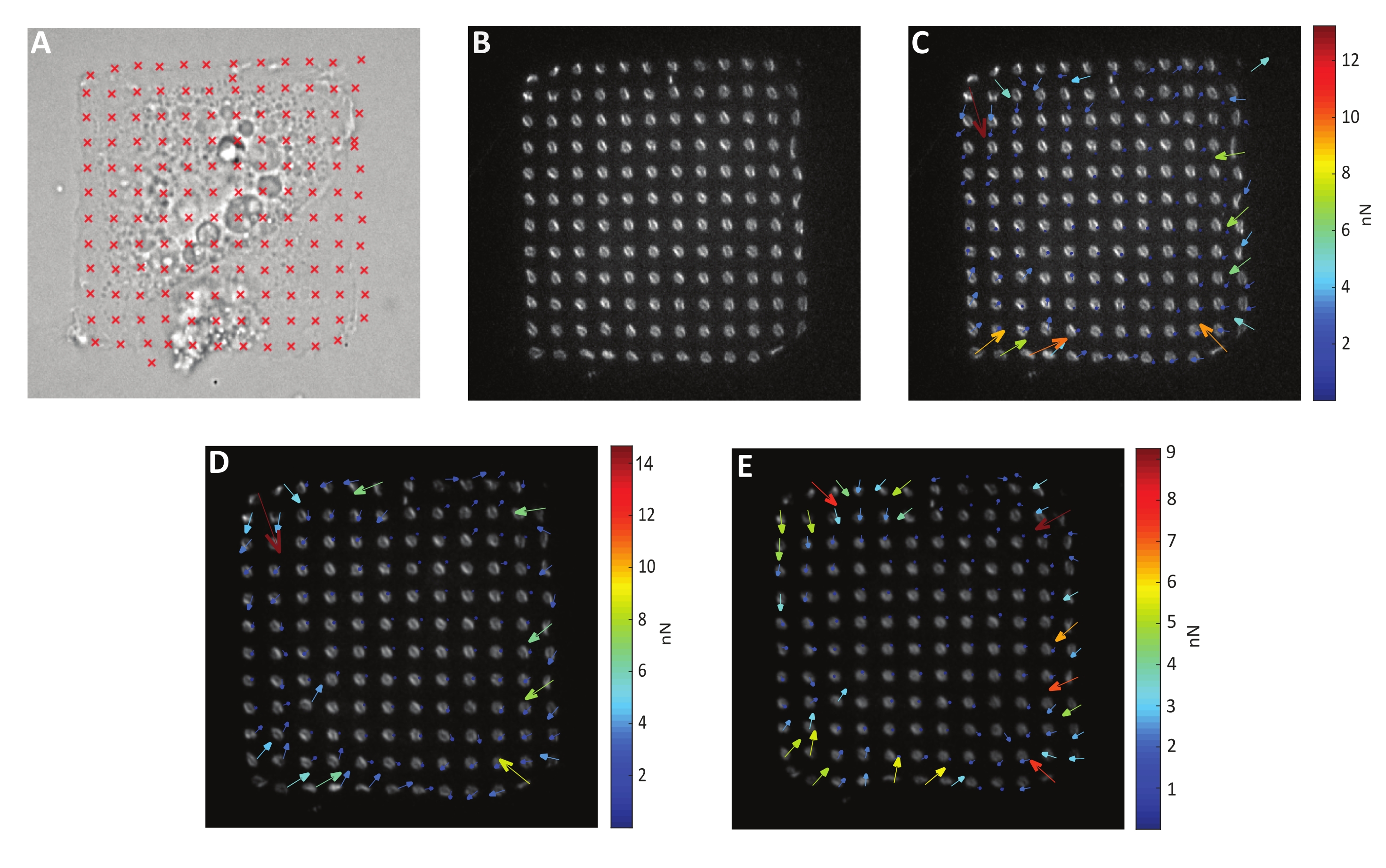 Microscopy Test Pattern Pattern Generation for Micropattern Traction Microscopy (article) | JoVE