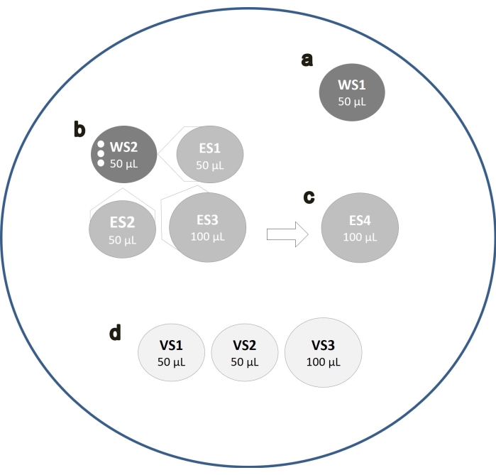 figure-results-1 Chromatography sample preparation diagram, showing solutions WS1-2, ES1-4, and VS1-3, 50-100 µL.