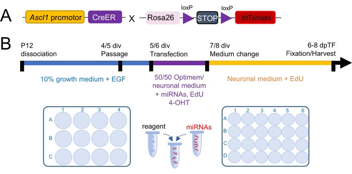 Gene editing diagram; Ascl1 promotor, CreER, Rosa26, loxP with timeline; miRNA transfection.