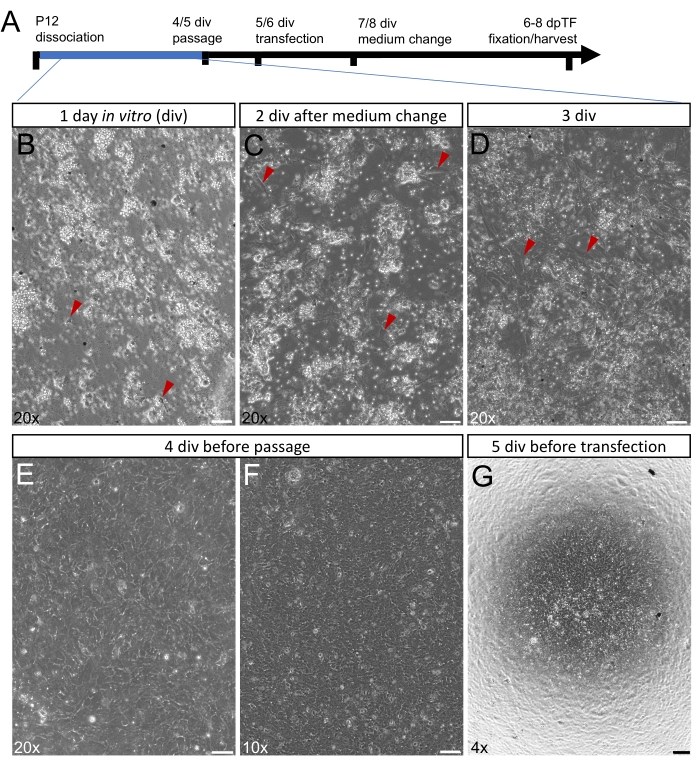 Cell culture timeline; microscopy images showing cell growth at various stages, 20x, 10x, 4x magnification.