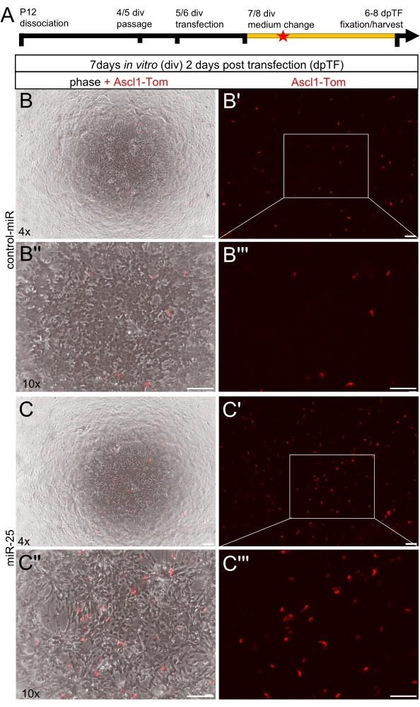 Cell culture timeline and microscopy analysis; fluorescent markers in transfected cells for differentiation.