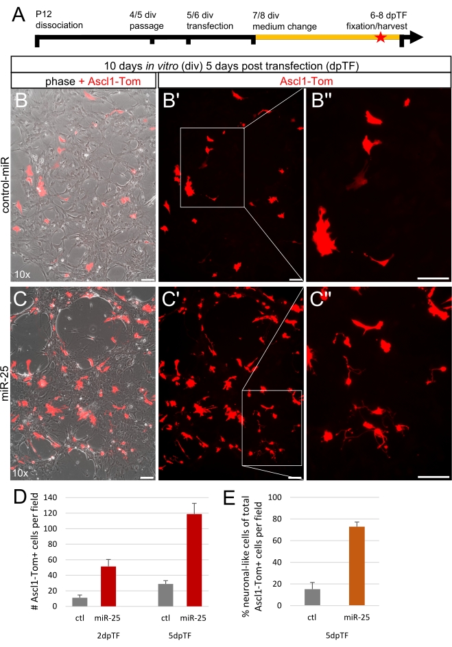 Neuronal differentiation assay; microscopy of Ascl1-Tom florescence; miR-25 effects; bar graph.
