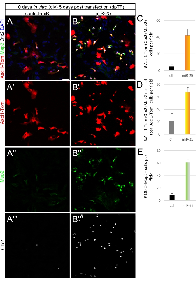 Immunofluorescence showing Ascl1, Map2, and Otx2 expression in cells. Bar graphs display cell count.