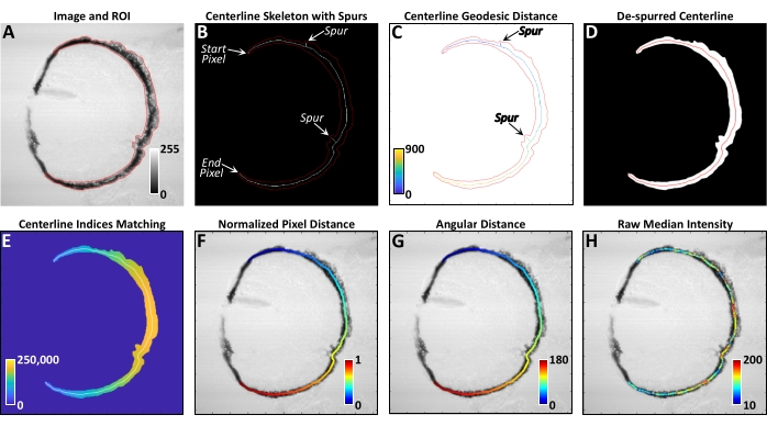 figure-results-4 Centerline extraction process; diagrams A-H illustrate image analysis steps: skeleton, distance, intensity.