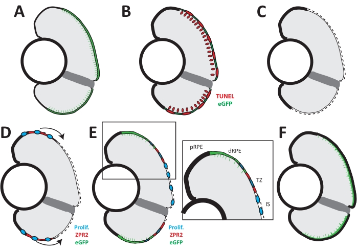 figure-results-6 Retinal development, apoptosis, and proliferation diagram; eGFP, TUNEL, ZPR2 labels, scientific study.