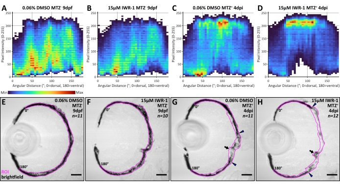 figure-results-9 Gene expression study results; intensity graphs and microscopy images; brightfield; ROI highlighted.