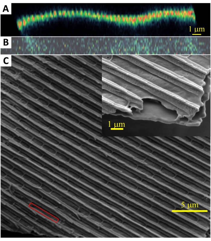 Microstructure SEM and fluorescence microscopy diagrams; nanoscale pattern analysis, 1-5 µm scale.