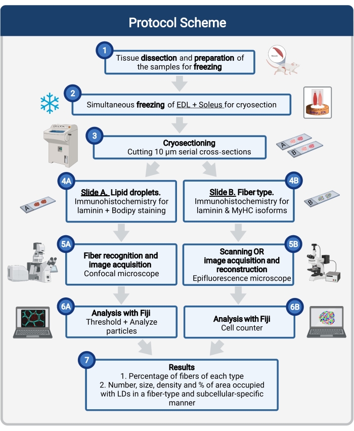 figure-introduction-1 Protocol scheme for tissue freezing and cryosectioning; diagram with immunohistochemistry and microscopy.