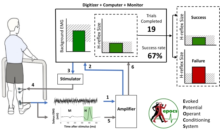 figure-introduction-1 H-reflex operant conditioning setup diagram; EMG, amplifier, stimulator; success rate analysis.