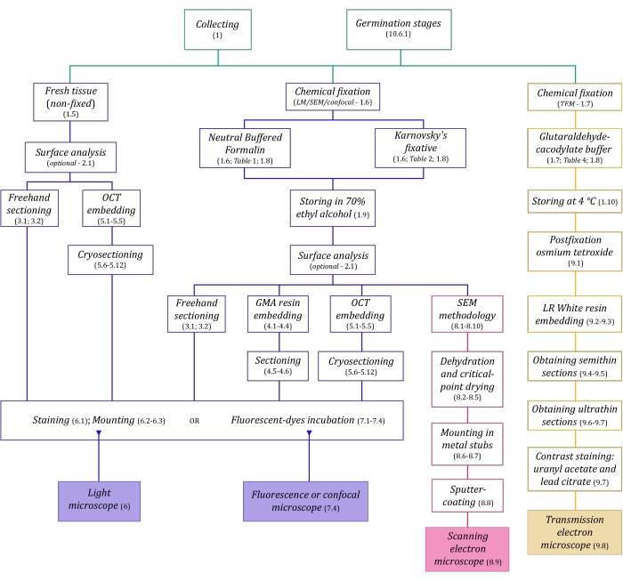 Tissue processing workflow diagram: fixation, sectioning, staining for microscopy analysis.